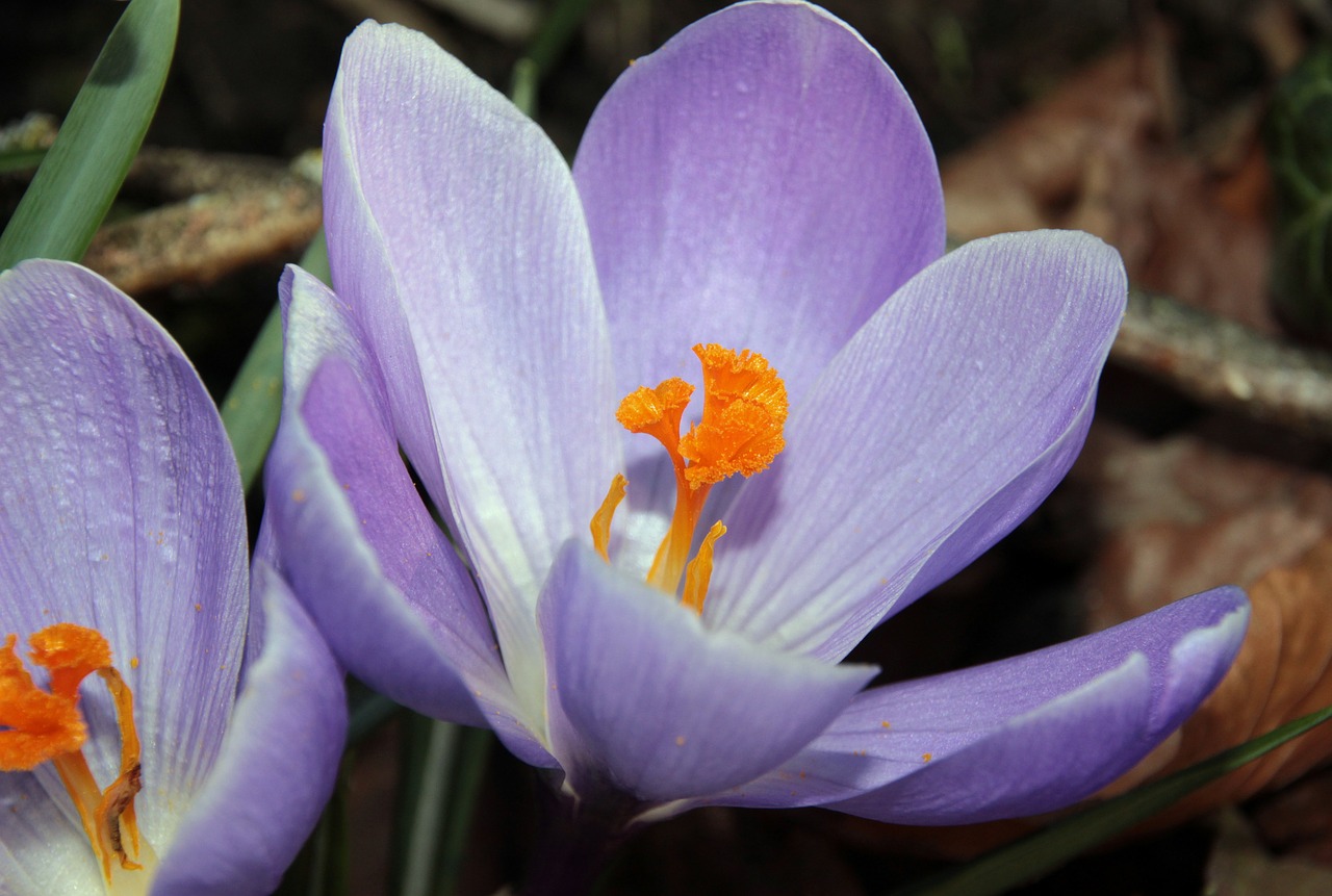 Crocus, Pavasario Pranašys, Violetinė, Ankstyvas Bloomer, Pavasario Gėlė, Augalas, Žydėti, Antspaudas, Gėlės, Pavasaris