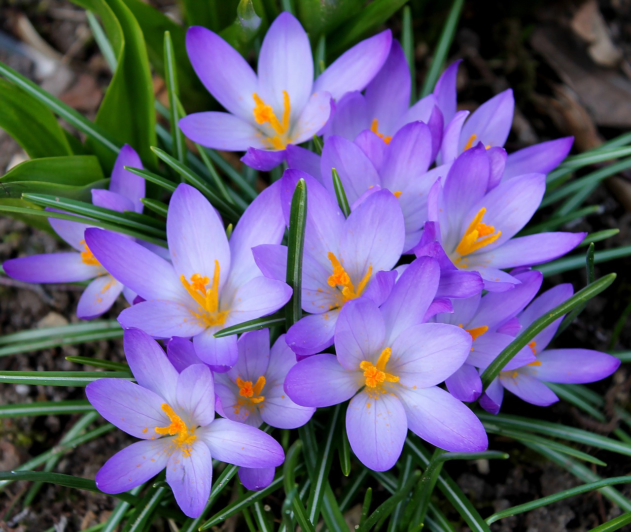 Crocus, Violetinė, Gražus, Augalas, Natūralus, Pavasario Gėlės, Gėlių Svogūnėliai, Pavasaris, Gėlės, Velykos