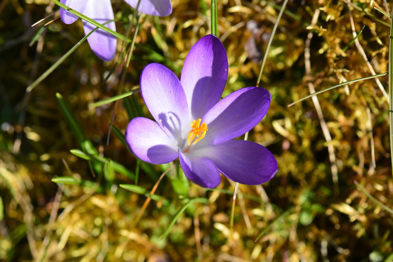 Crocus, Violetinė, Žiedas, Žydėti, Sodas, Nemokamos Nuotraukos,  Nemokama Licenzija