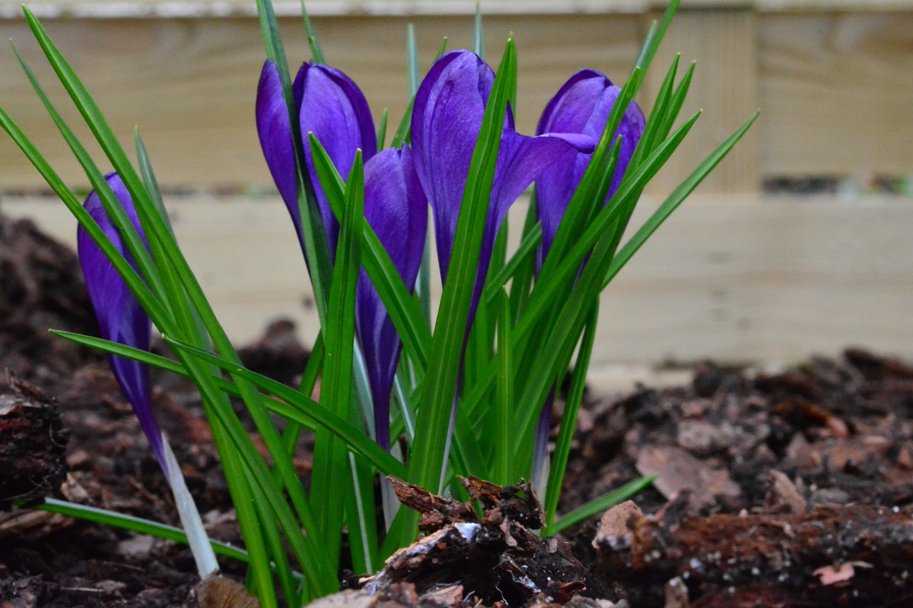 Crocus, Mėlynas, Pavasaris, Gėlės, Ankstyvas Bloomer, Pavasario Pranašys, Uždaryti, Pavasario Krokusas, Nemokamos Nuotraukos,  Nemokama Licenzija