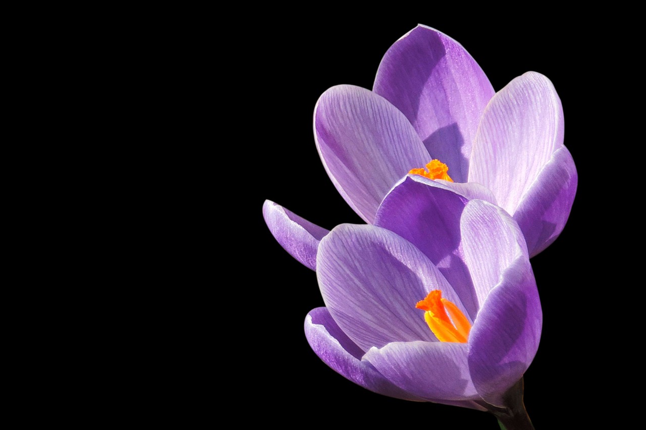 Crocus, Violetinė, Žiedas, Žydėti, Violetinė, Nemokamos Nuotraukos,  Nemokama Licenzija