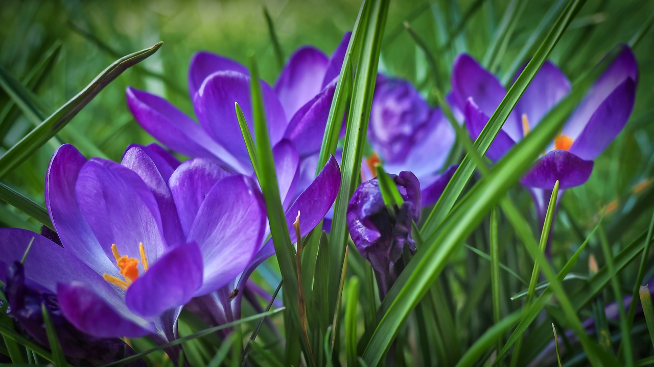 Crocus, Pavasaris, Gėlė, Žiedas, Žydėti, Violetinė, Pavasario Gėlė, Pieva, Gamta, Sodas