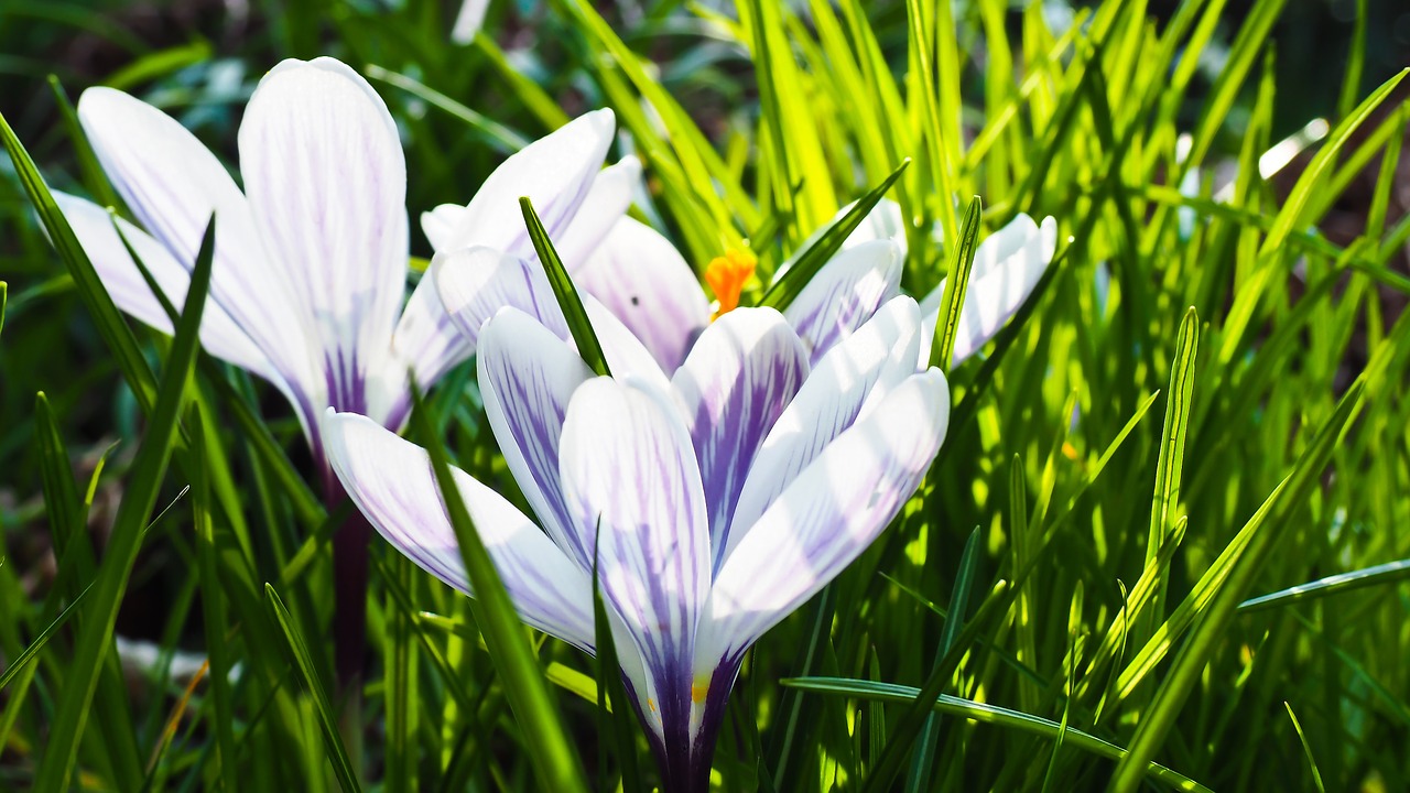 Crocus, Pavasaris, Gėlė, Žiedas, Žydėti, Pavasario Gėlė, Pieva, Gamta, Sodas, Frühlingsanfang