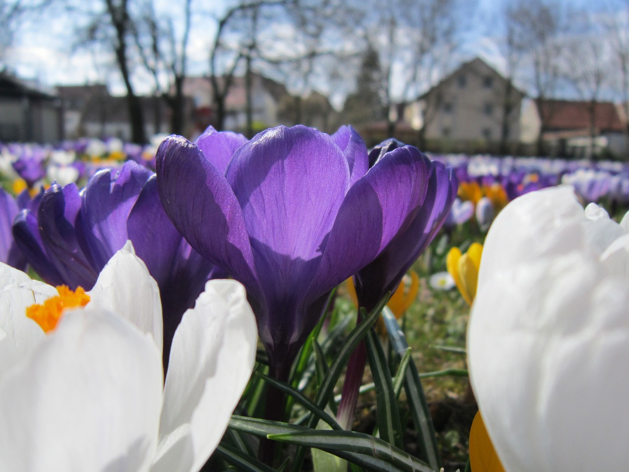 Crocus, Pavasaris, Frühlingsanfang, Gėlė, Violetinė, Gėlės, Balta, Gamta, Pavasario Krokusas, Pavasario Gėlė