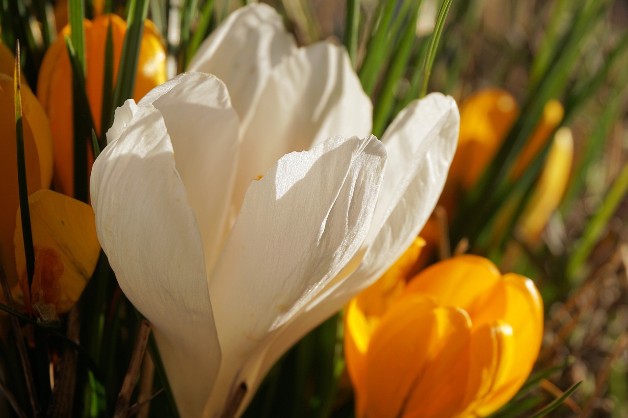 Crocus, Gėlė, Žiedas, Žydėti, Pavasaris, Gamta, Balta, Pavasario Gėlė, Sodas, Uždaryti