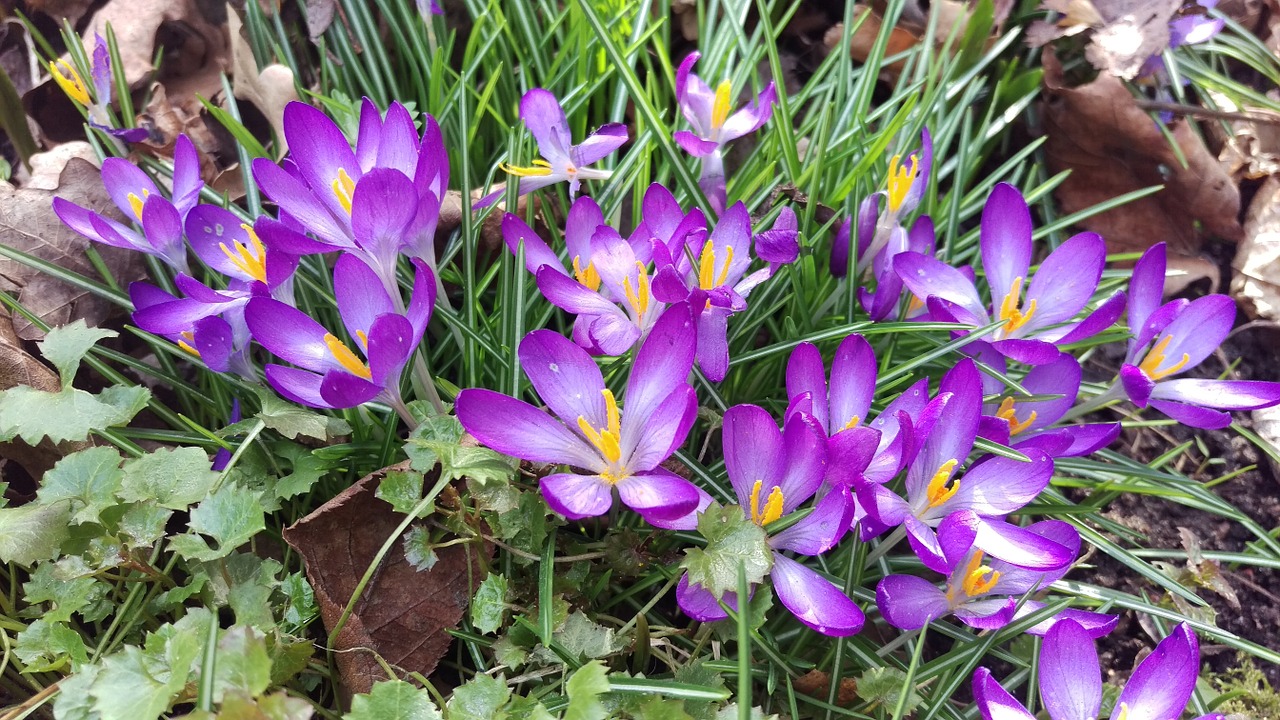 Crocus, Pavasaris, Nuolaida, Nemokamos Nuotraukos,  Nemokama Licenzija