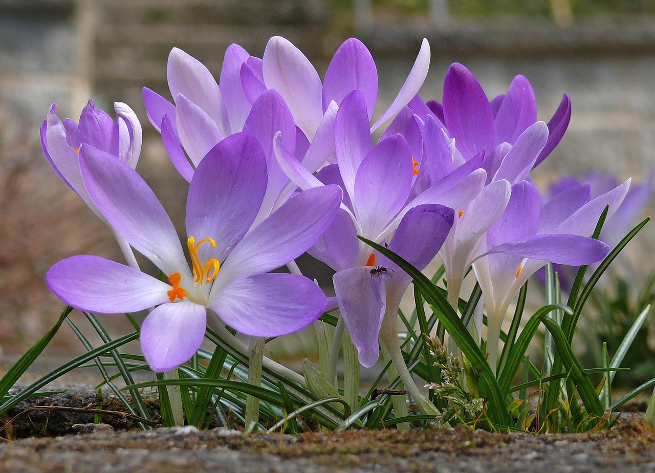 Crocus, Gėlė, Pavasaris, Violetinė, Purpurinė Gėlė, Violetinė, Pavasario Gėlė, Sodas, Gamta, Žiedas