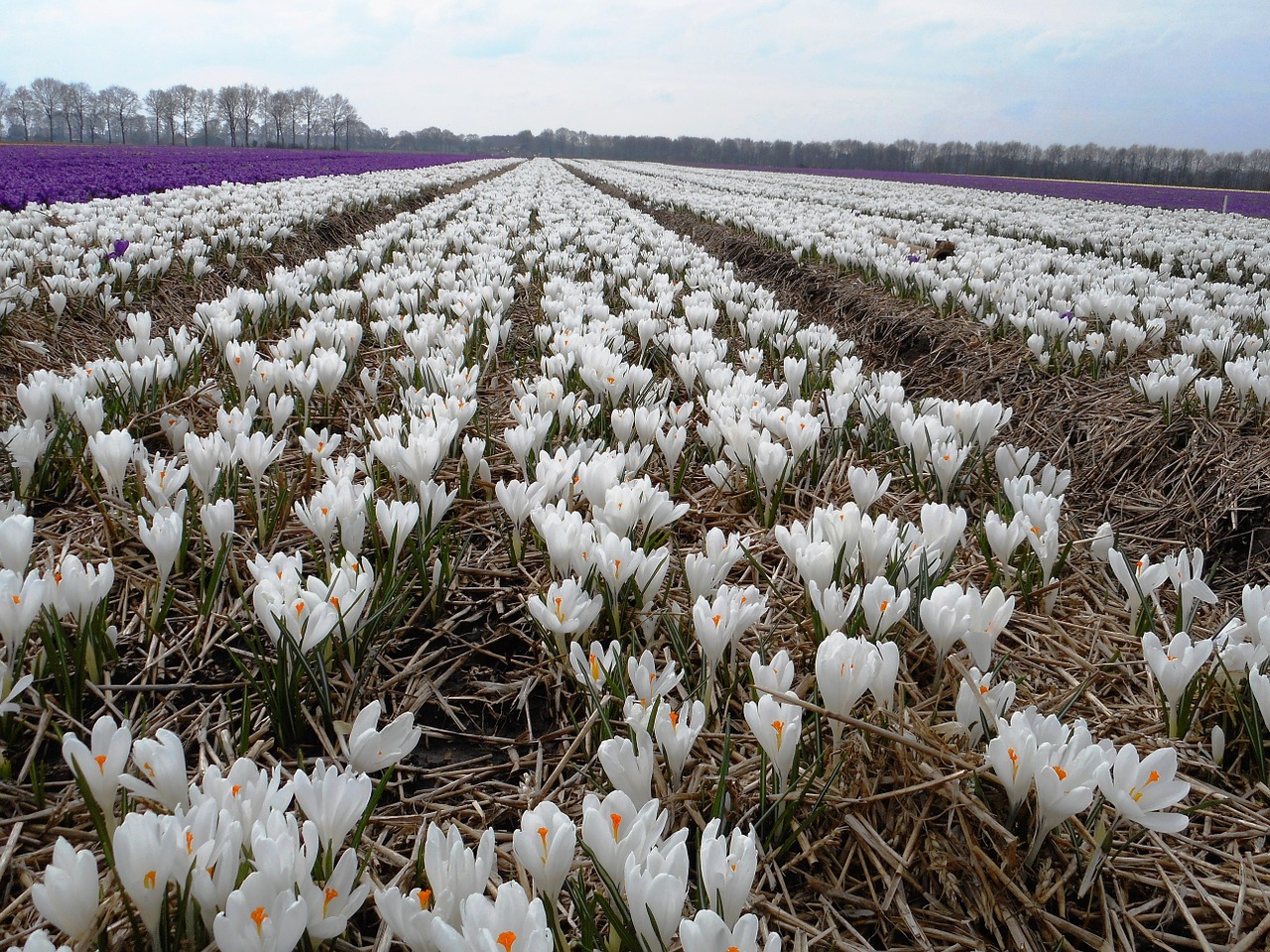 Crocus, Svogūnėliai, Lemputė, Pavasaris, Nemokamos Nuotraukos,  Nemokama Licenzija