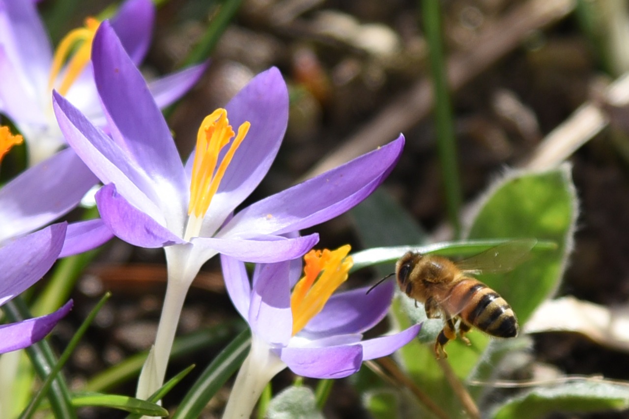 Crocus, Pavasaris, Violetinė, Gėlė, Gamta, Violetinė, Frühlingsanfang, Pavasario Krokusas, Pavasario Gėlė, Ankstyvas Bloomer