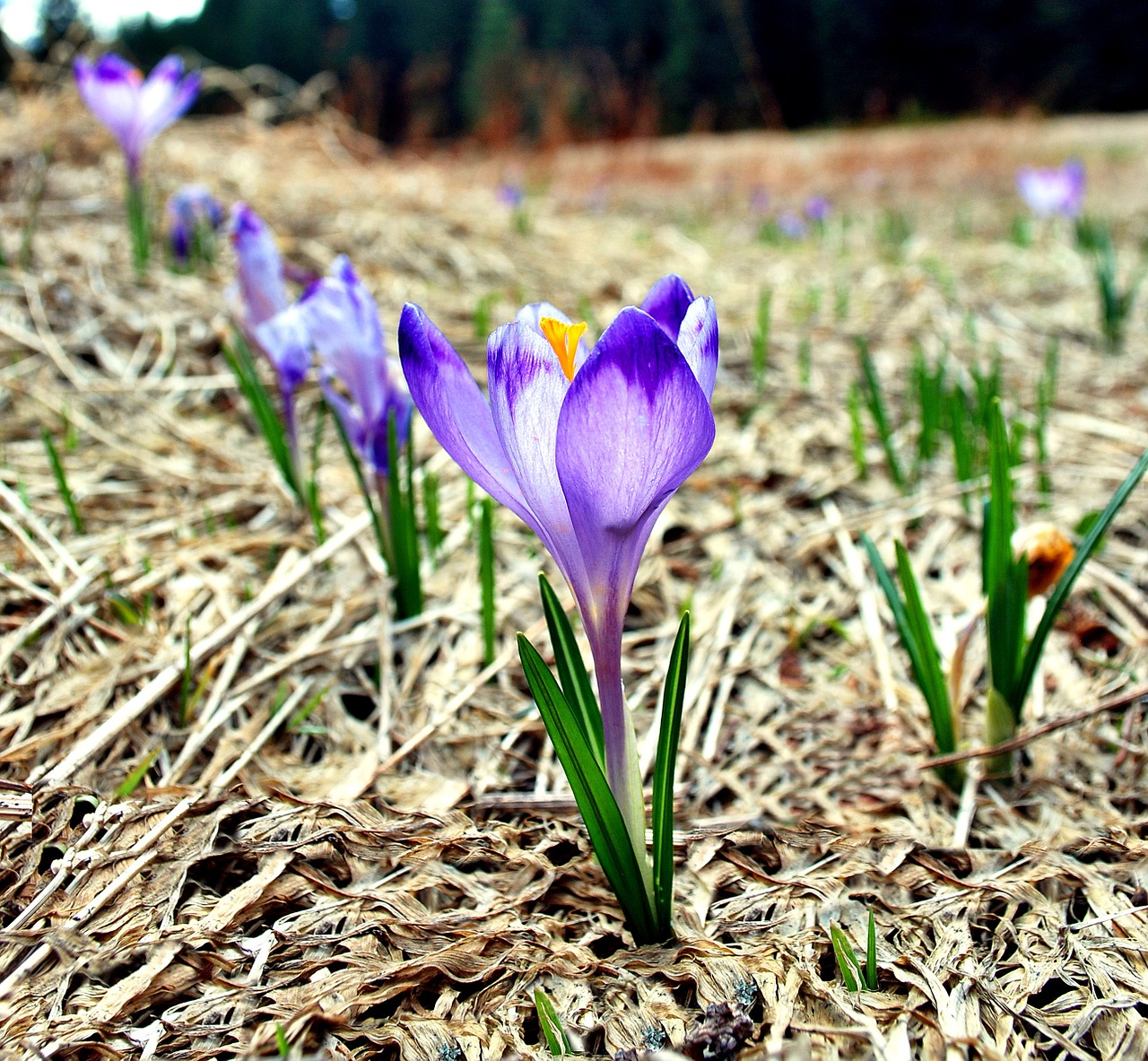 Crocus, Pavasaris, Tatry, Kalnai, Poliana, Pieva, Gėlės, Žydi, Nemokamos Nuotraukos,  Nemokama Licenzija