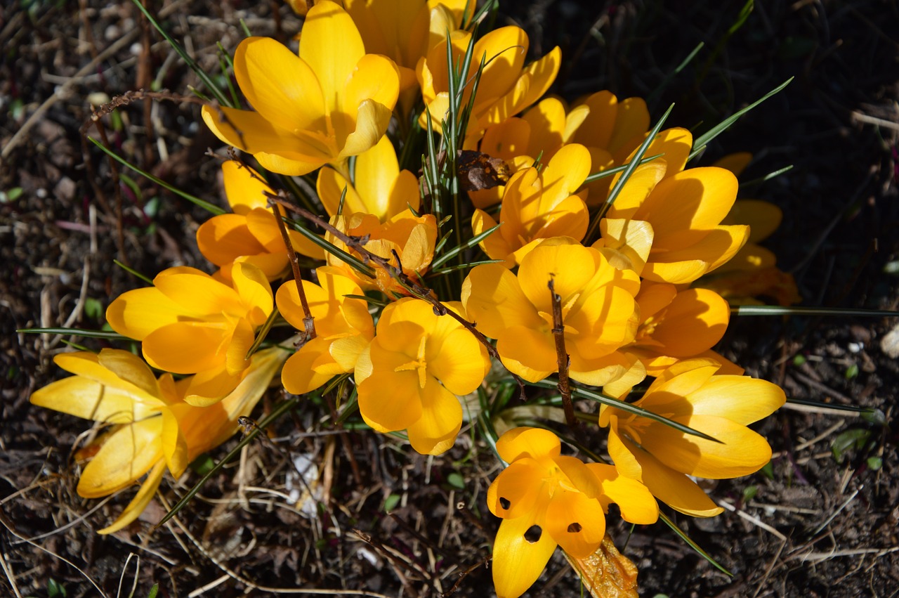 Crocus, Gėlės, Geltona, Pavasaris, Nemokamos Nuotraukos,  Nemokama Licenzija