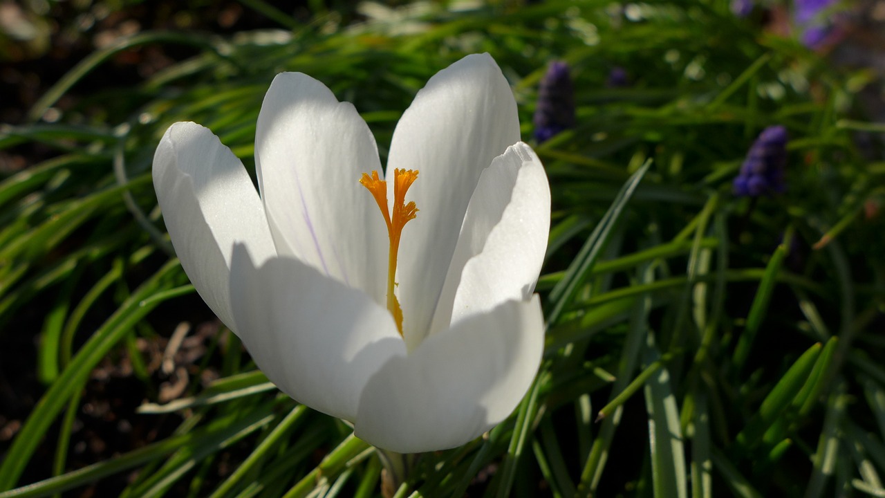 Crocus, Balta, Geltona, Tvirtas, Žiedas, Žydėti, Kauliukai, Pavasario Gėlė, Augalas, Gamta