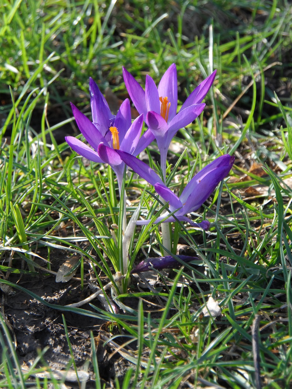 Crocus, Violetinė, Violetinė, Gėlė, Žiedas, Žydėti, Pavasaris, Pavasario Magija, Pavasario Pabudimas, Gamta