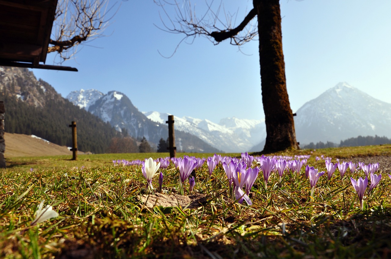 Crocus, Violetinė, Kalnai, Gėlė, Purpurinė Gėlė, Ankstyvas Bloomer, Pavasaris, Pavasario Gėlė, Nemokamos Nuotraukos,  Nemokama Licenzija