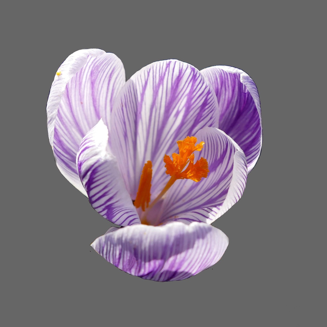 Crocus, Žiedas, Žydėti, Violetinė, Violetinė, Frühlingsanfang, Uždaryti, Pavasario Gėlė, Sodas, Pavasario Krokusas