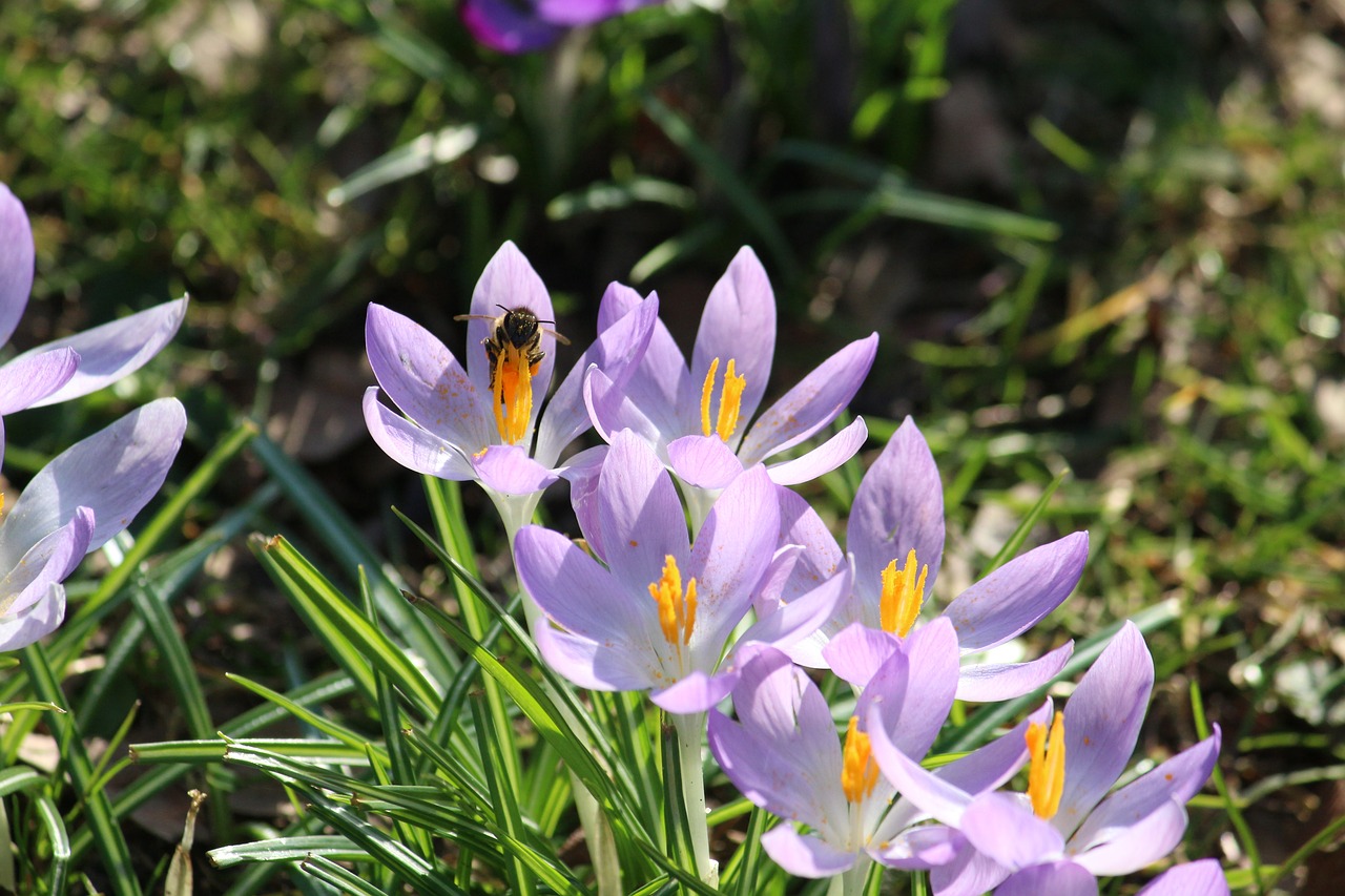 Crocus, Bičių, Pavasaris, Rinkti Žiedadulkes, Pavasario Gėlės, Nemokamos Nuotraukos,  Nemokama Licenzija