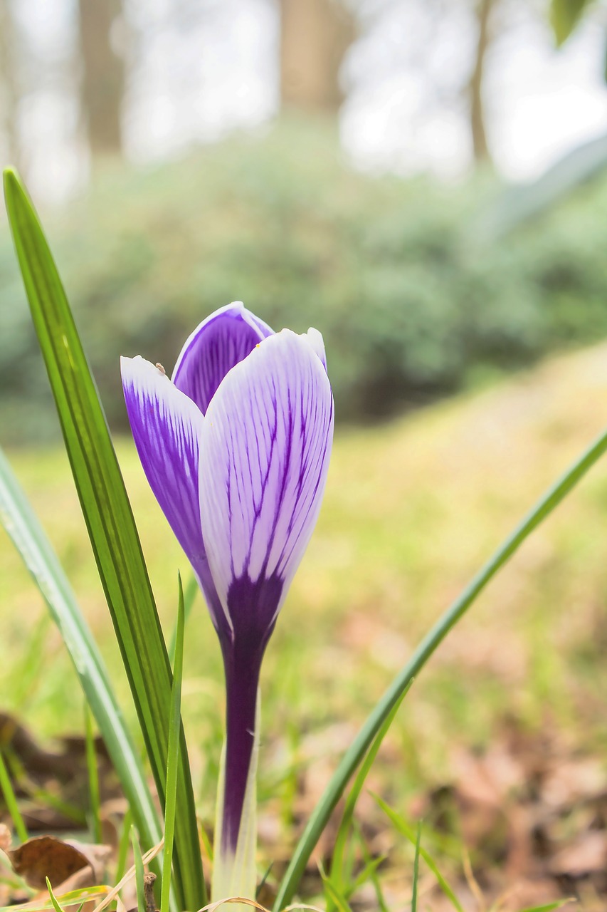 Gėlė, Gamta, Augalas, Žinoma, Crocus, Velykos, Šventė, Makro, Nemokamos Nuotraukos,  Nemokama Licenzija