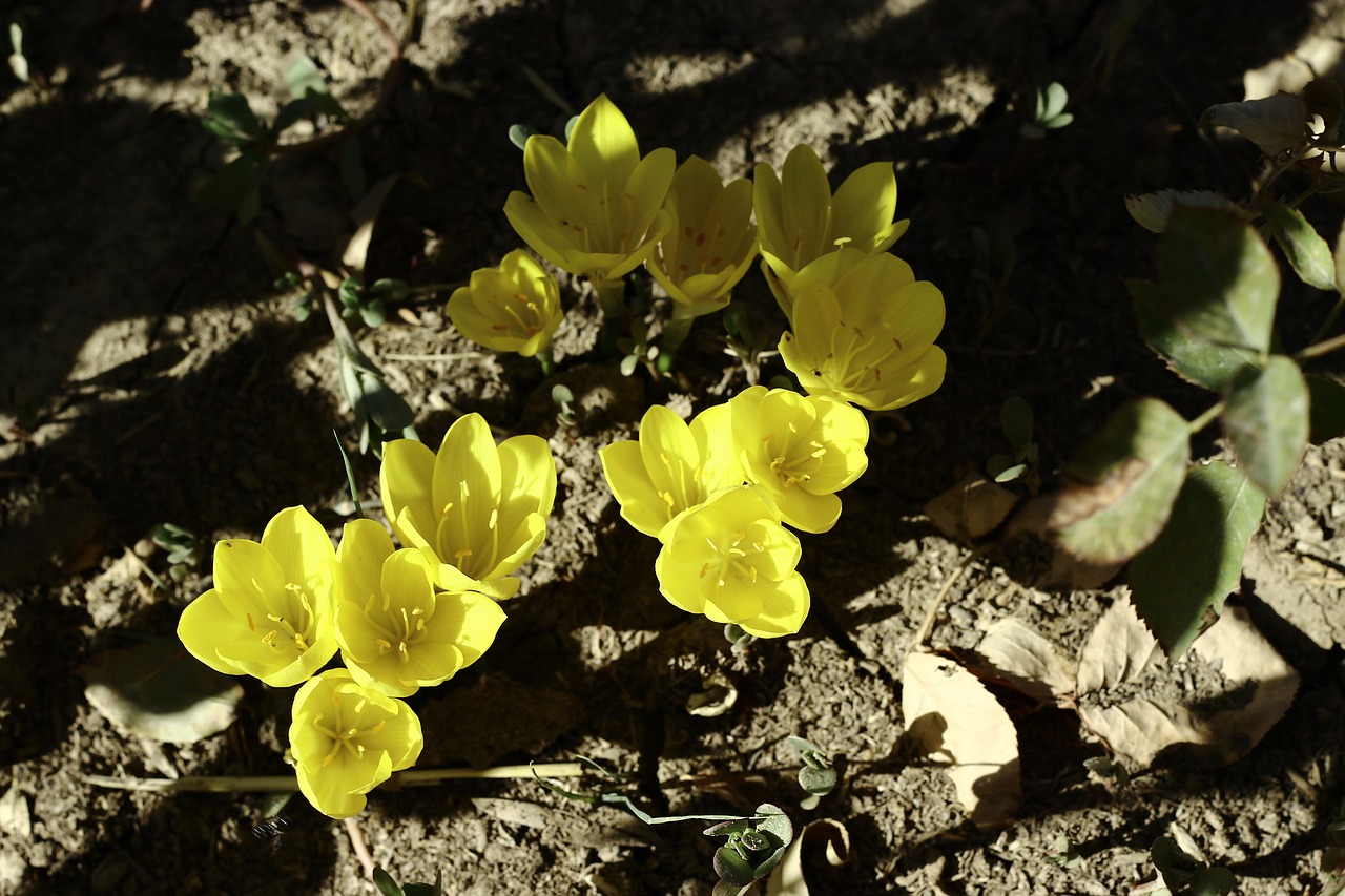 Crocus, Gėlė, Atkreipti, Ruduo, Nemokamos Nuotraukos,  Nemokama Licenzija