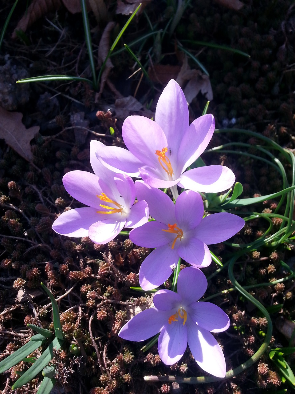 Crocus, Pavasaris, Pavasario Krokusas, Pavasario Pranašys, Nemokamos Nuotraukos,  Nemokama Licenzija