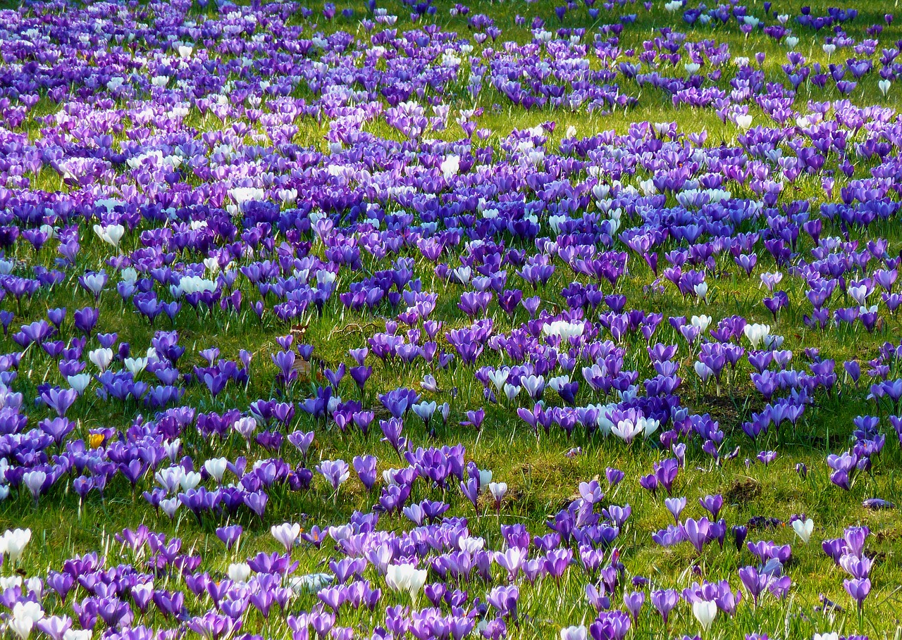 Crocus, Pavasaris, Pavasario Krokusas, Gėlė, Violetinė, Ankstyvas Bloomer, Gamta, Gėlės, Pavasario Pranašys, Frühlingsanfang