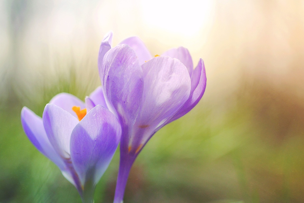 Crocus, Violetinė, Rožinis, Gėlės, Ankstyvas Bloomer, Pavasario Gėlė, Gamta, Pavasario Pranašys, Purpurinė Gėlė, Nemokamos Nuotraukos