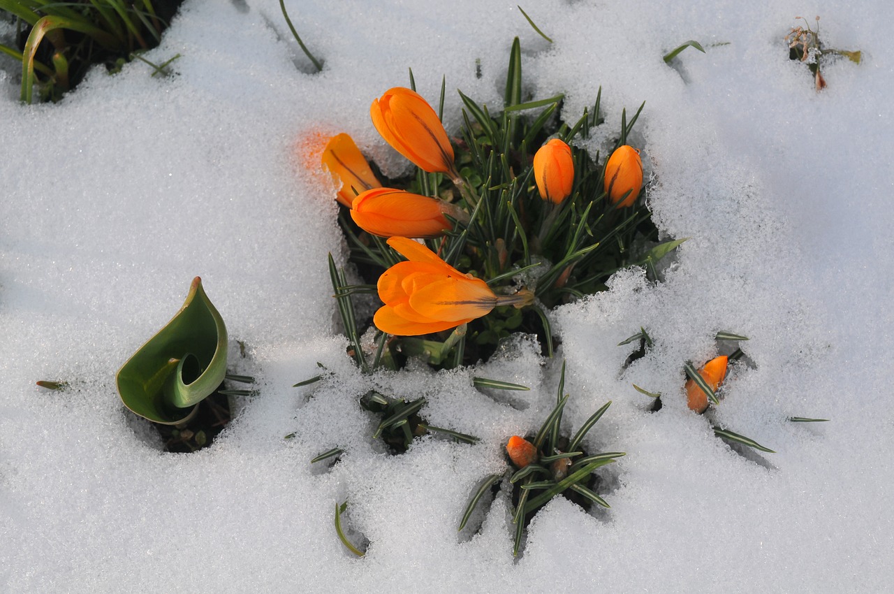 Crocus, Pavasaris, Sniegas, Ledinis, Pavasario Požymiai, Nemokamos Nuotraukos,  Nemokama Licenzija