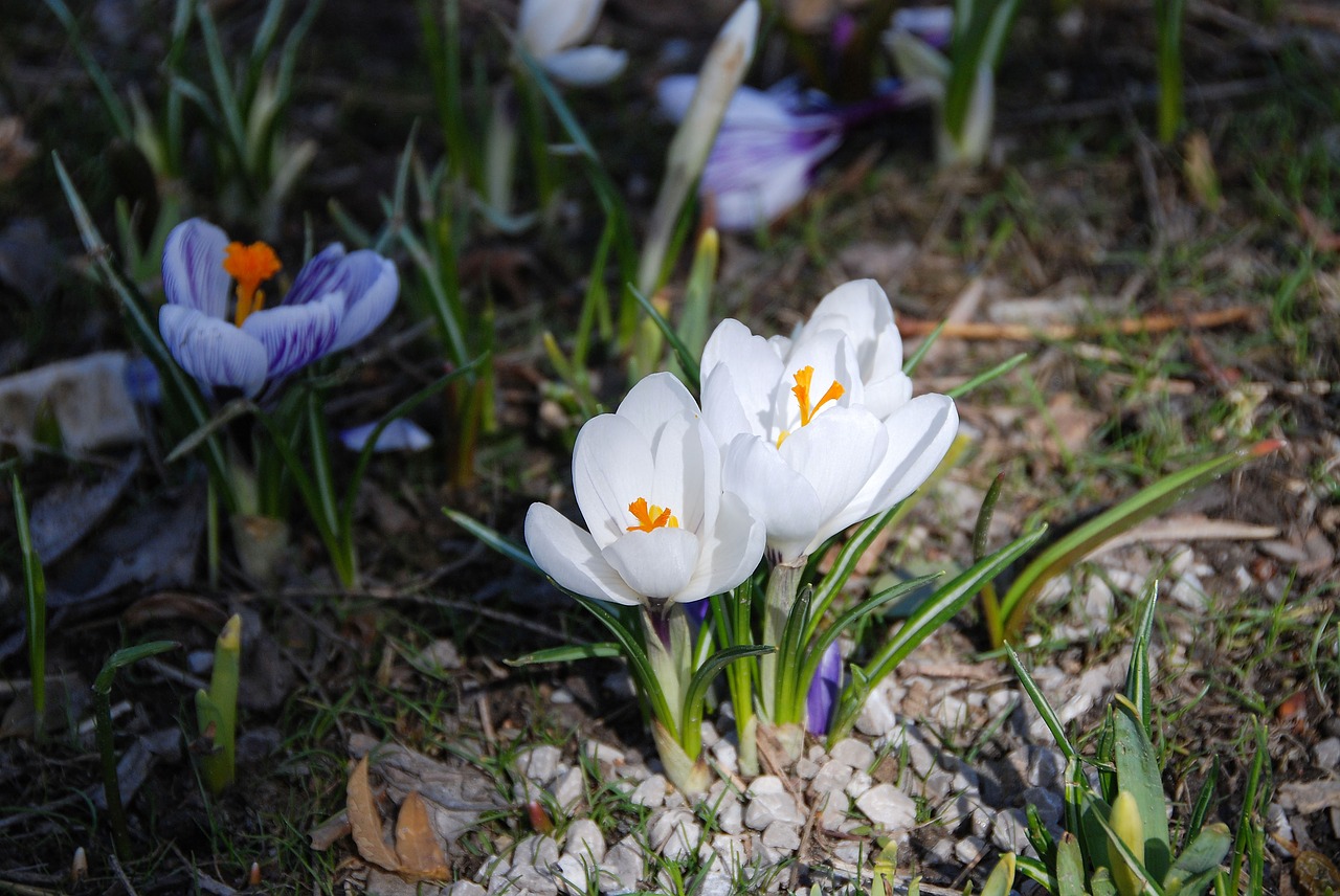 Crocus, Lichtspiel, Pavasaris, Gėlės, Flora, Gėlė, Augalas, Botanika, Uždaryti, Saulės Šviesa