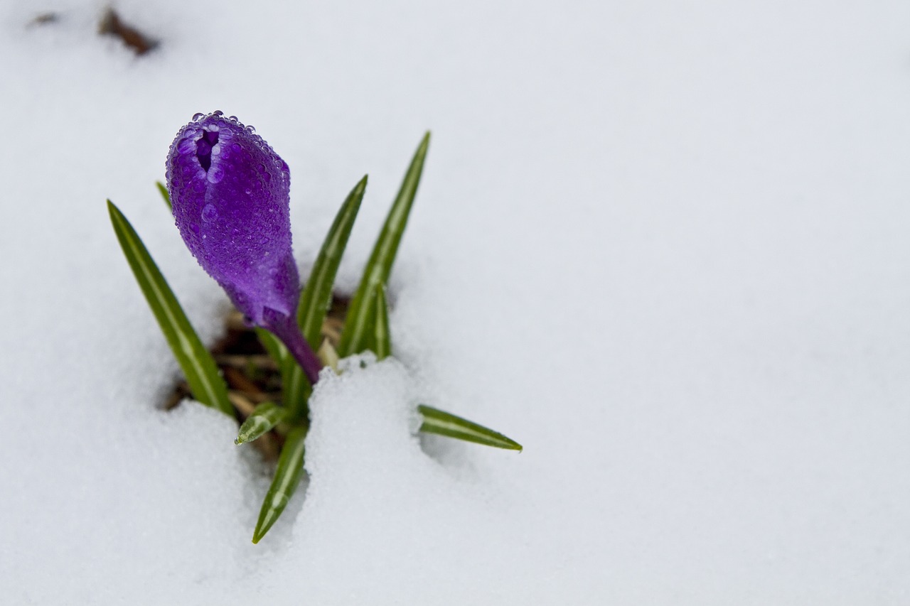 Crocus, Gėlė, Pavasaris, Gamta, Žiedas, Augalas, Gėlių, Lapai, Violetinė, Žalias