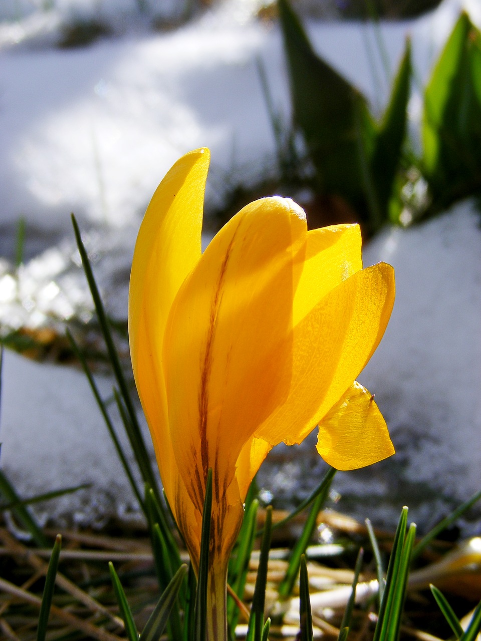 Crocus, Geltona, Žydėti, Pavasaris, Gėlė, Žiedas, Žydėti, Pavasario Gėlė, Pieva, Sodas