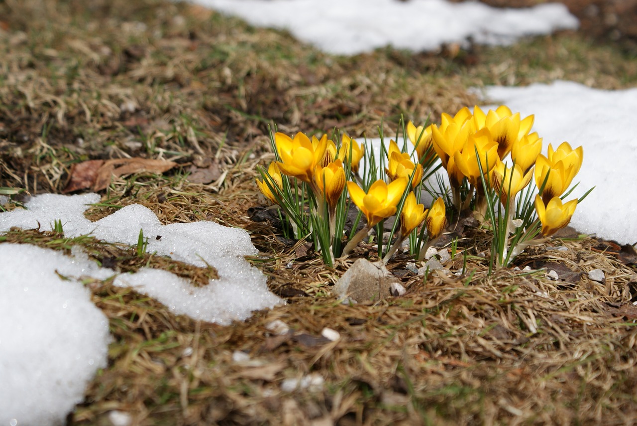 Crocus, Pavasario Pieva, Pavasaris, Gėlės, Geltona, Augalas, Gamta, Pieva, Žydėti, Pavasario Gėlė