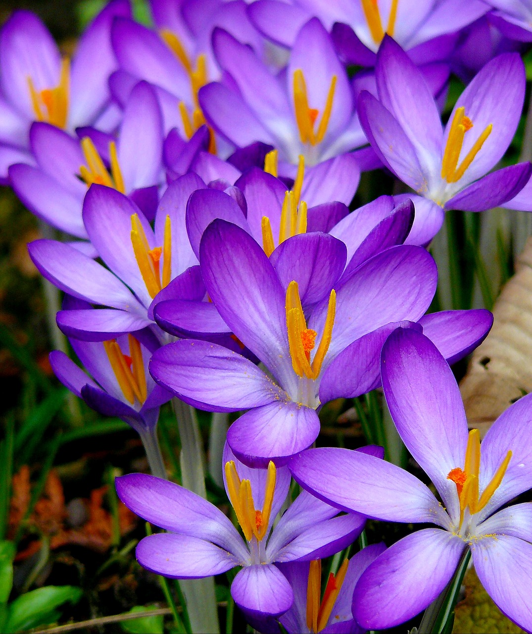 Crocus, Gėlės, Pavasaris, Pavasario Gėlė, Pavasario Pranašys, Frühlingsanfang, Gamta, Kovas, Uždaryti, Augalas