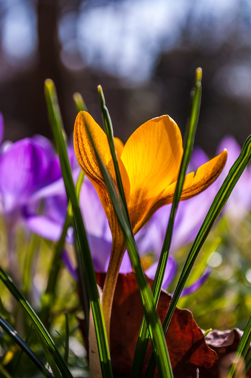 Crocus, Violetinė, Geltona, Žolė, Žolės, Pavasaris, Gėlė, Žiedas, Žydėti, Gamta