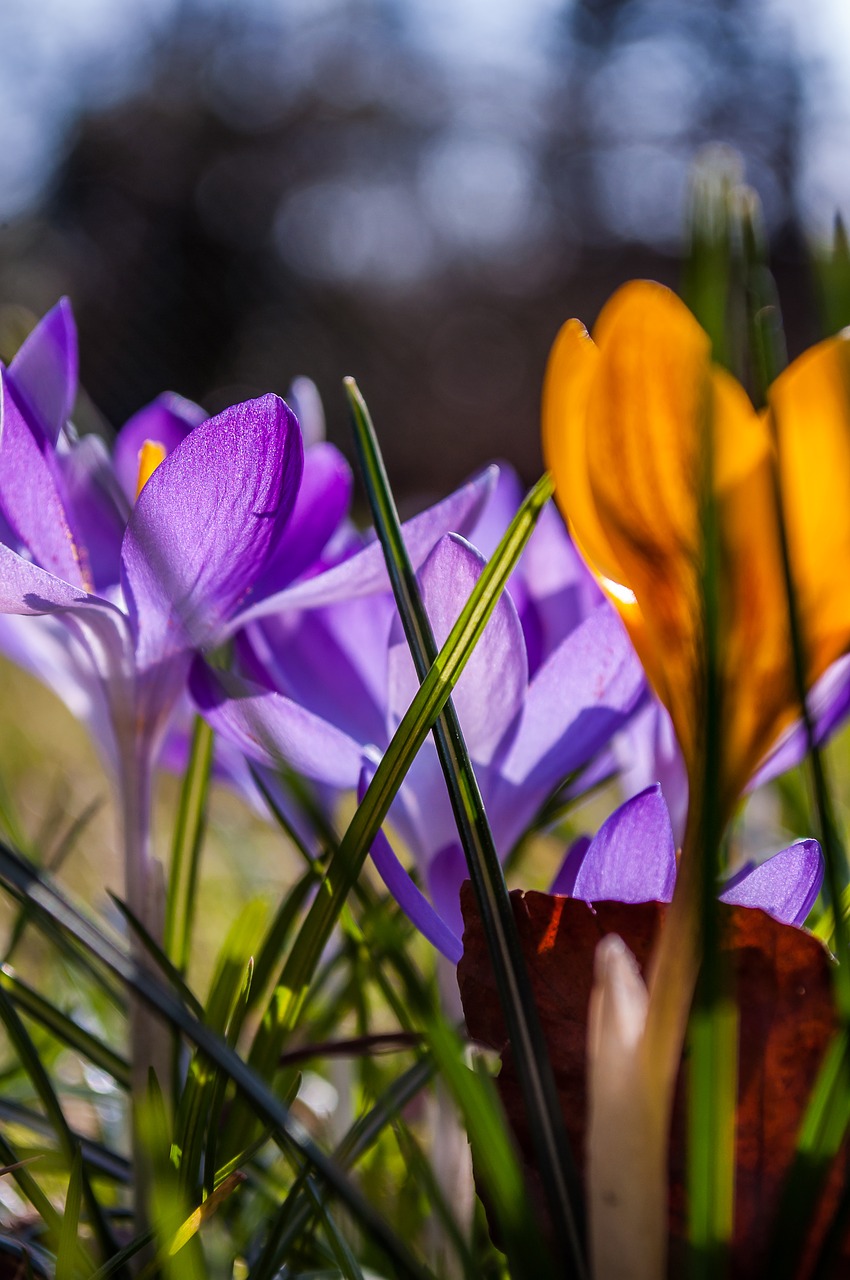 Crocus, Violetinė, Geltona, Žolė, Žolės, Pavasaris, Gėlė, Žiedas, Žydėti, Gamta