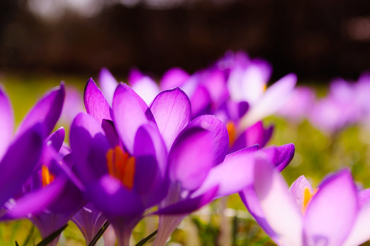 Crocus, Violetinė, Geltona, Žolė, Žolės, Pavasaris, Gėlė, Žiedas, Žydėti, Gamta