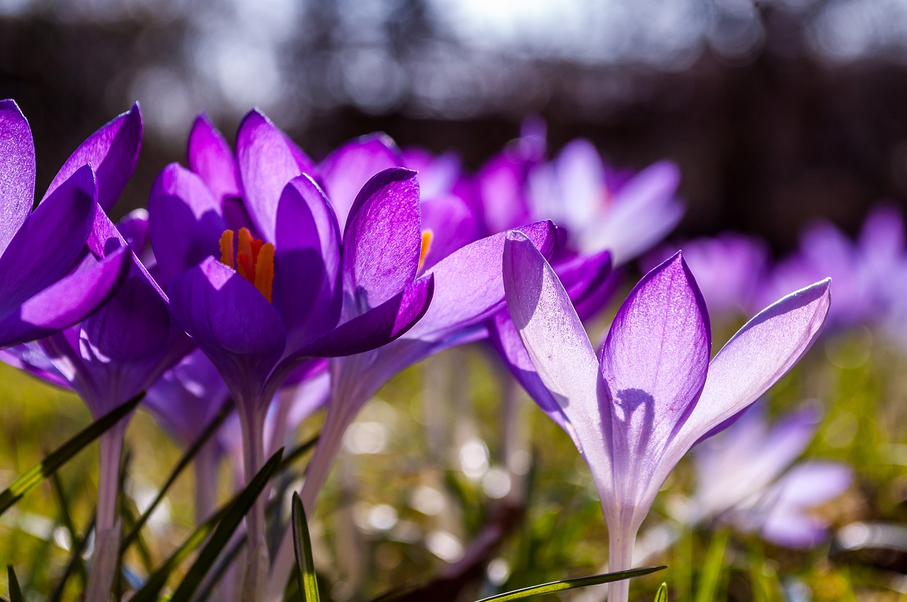 Crocus, Violetinė, Geltona, Žolė, Žolės, Pavasaris, Gėlė, Žiedas, Žydėti, Gamta