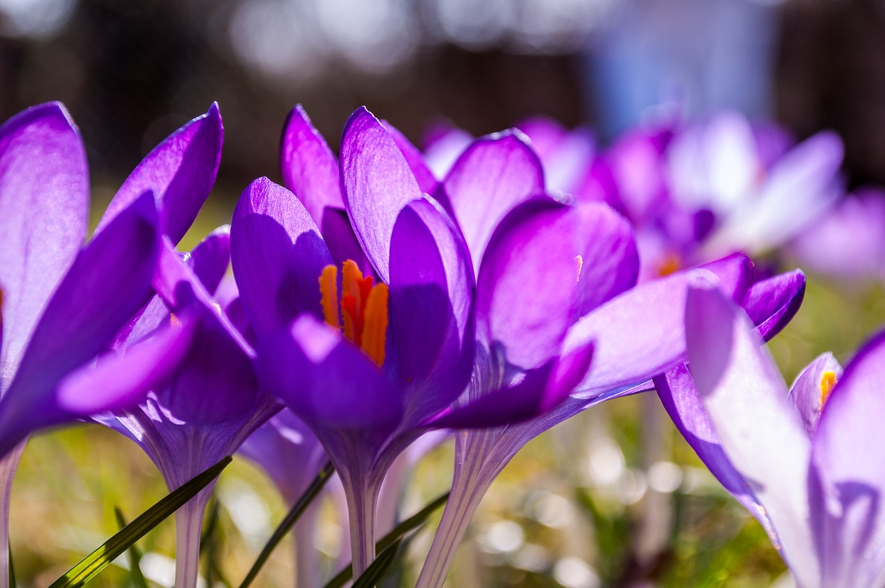 Crocus, Violetinė, Geltona, Žolė, Žolės, Pavasaris, Gėlė, Žiedas, Žydėti, Gamta