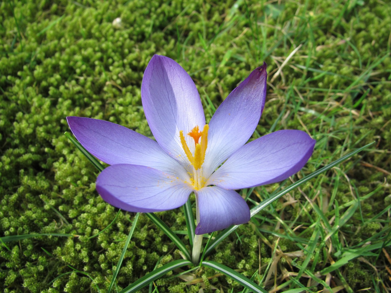 Crocus, Pavasaris, Saulė, Violetinė, Pavasario Gėlė, Nemokamos Nuotraukos,  Nemokama Licenzija