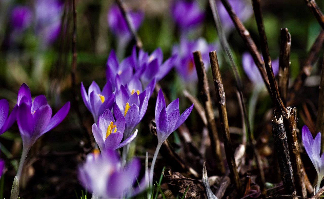 Crocus, Violetinė, Pavasaris, Žiedas, Žydėti, Pavasario Gėlė, Purpurinė Gėlė, Violetinė, Frühlingsanfang, Ankstyvas Bloomer