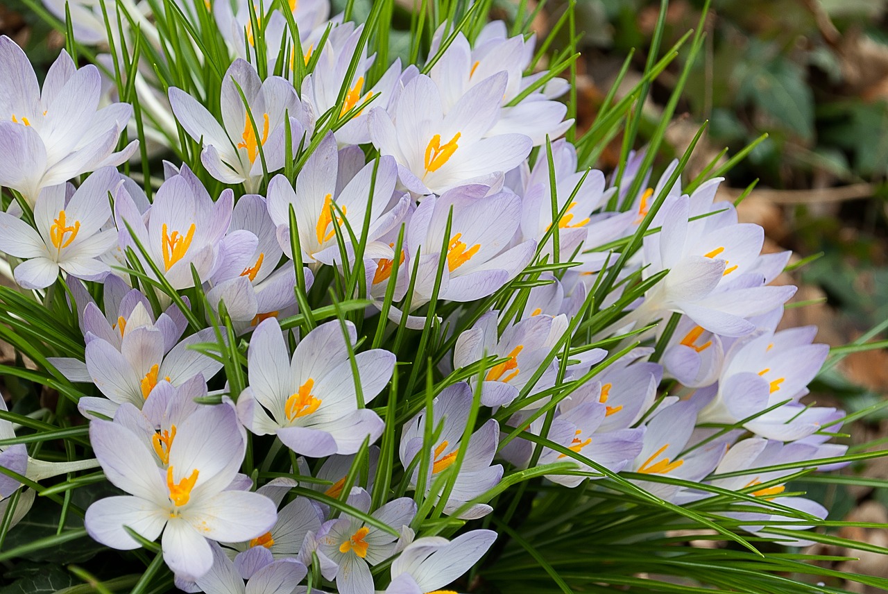 Crocus, Gėlė, Krokusai, Gamta, Pavasaris, Žydėti, Balta, Nemokamos Nuotraukos,  Nemokama Licenzija