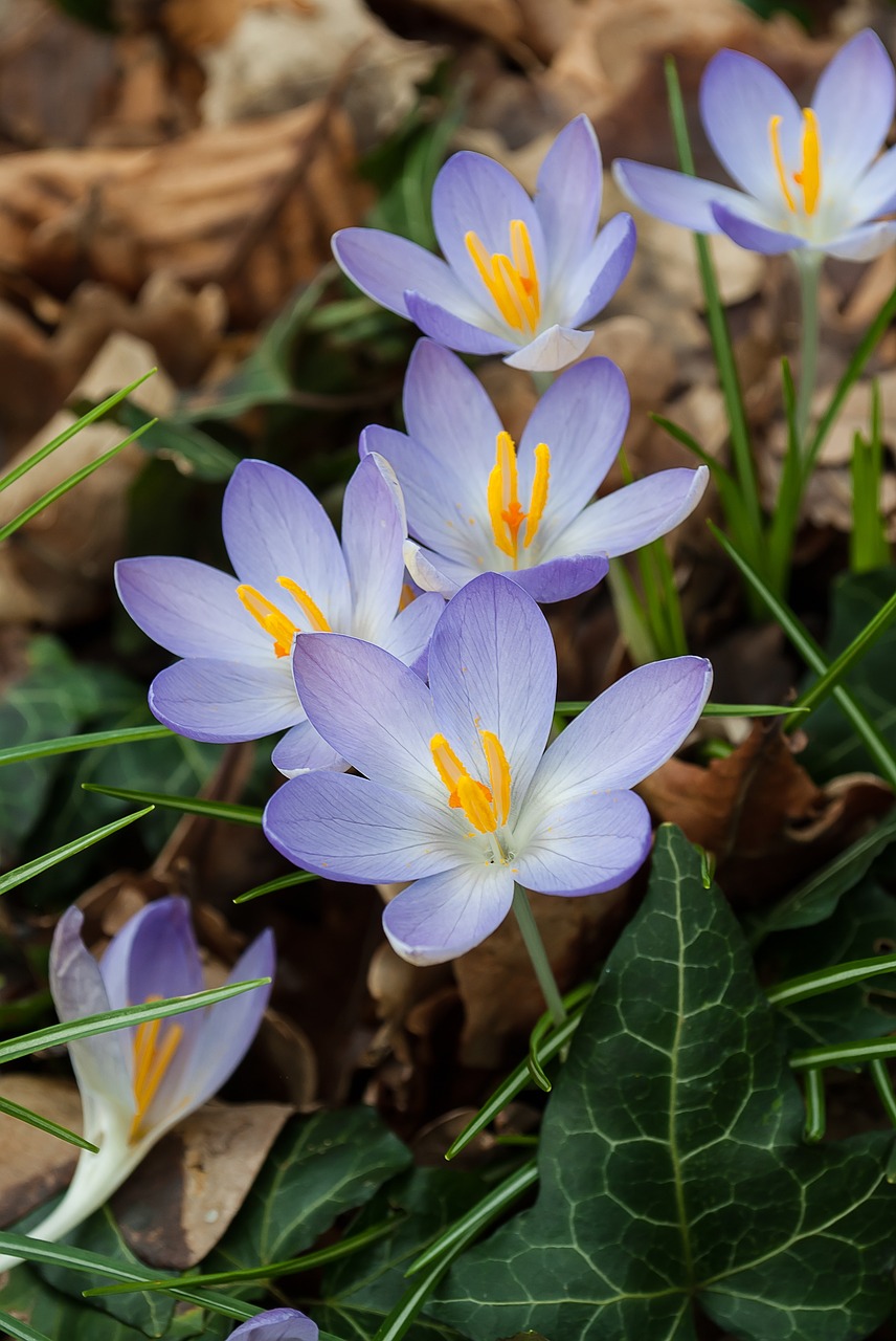 Crocus, Pavasaris, Krokusai, Gėlės, Gamta, Nemokamos Nuotraukos,  Nemokama Licenzija