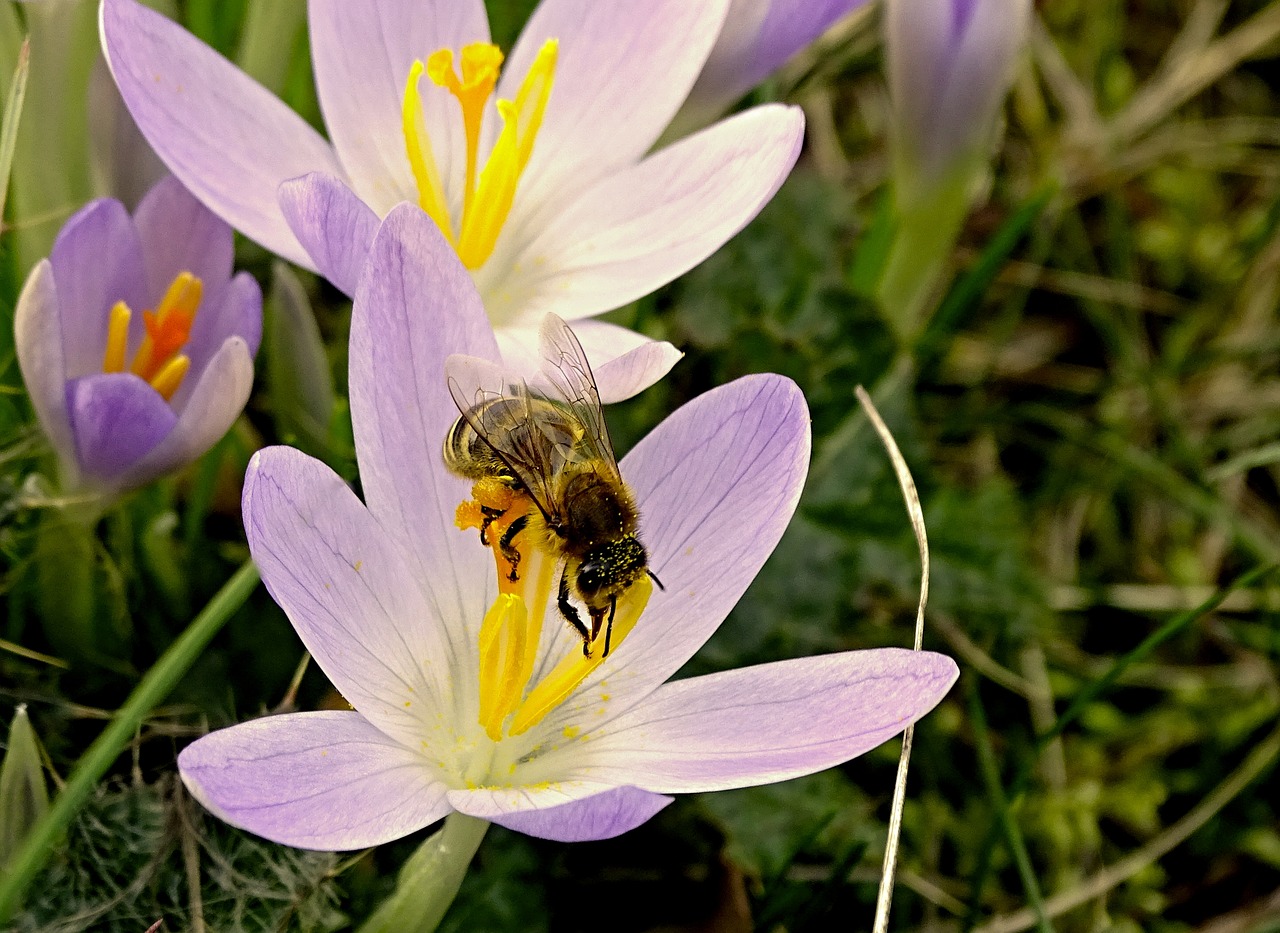 Crocus, Bičių, Pavasaris, Žiedas, Žydėti, Gėlė, Frühlingsanfang, Apdulkinimas, Uždaryti, Vabzdys