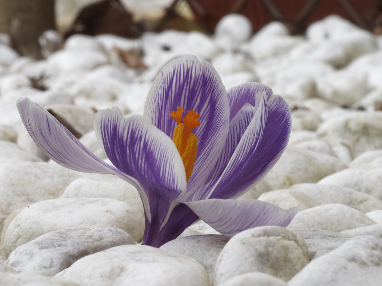 Crocus, Gėlės, Makro, Spalva, Augalas, Purpurinės Gėlės, Pavasaris, Žydėjimas, Violetinė, Nemokamos Nuotraukos