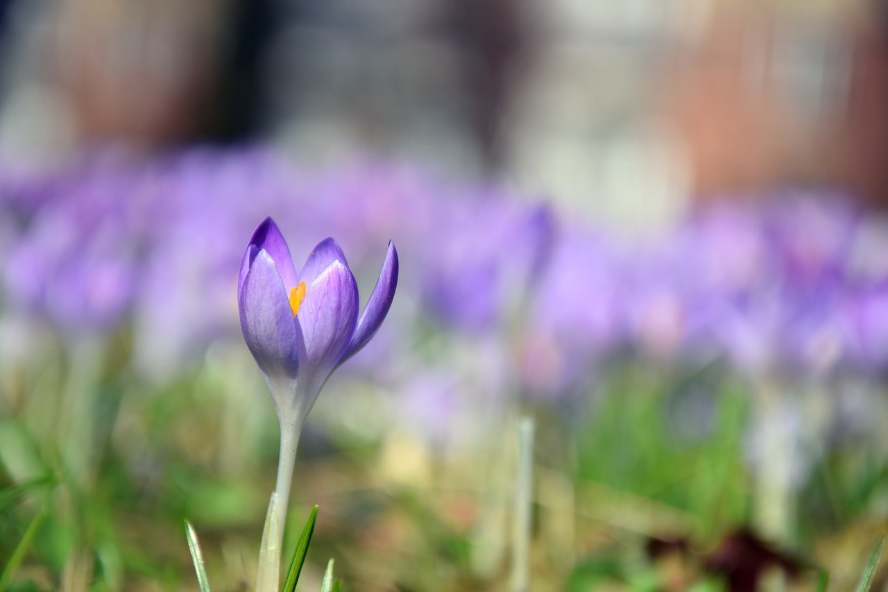 Crocus, Pavasaris, Violetinė, Gėlė, Pieva, Gamta, Metų Laikas, Žiedas, Žydėti, Nemokamos Nuotraukos