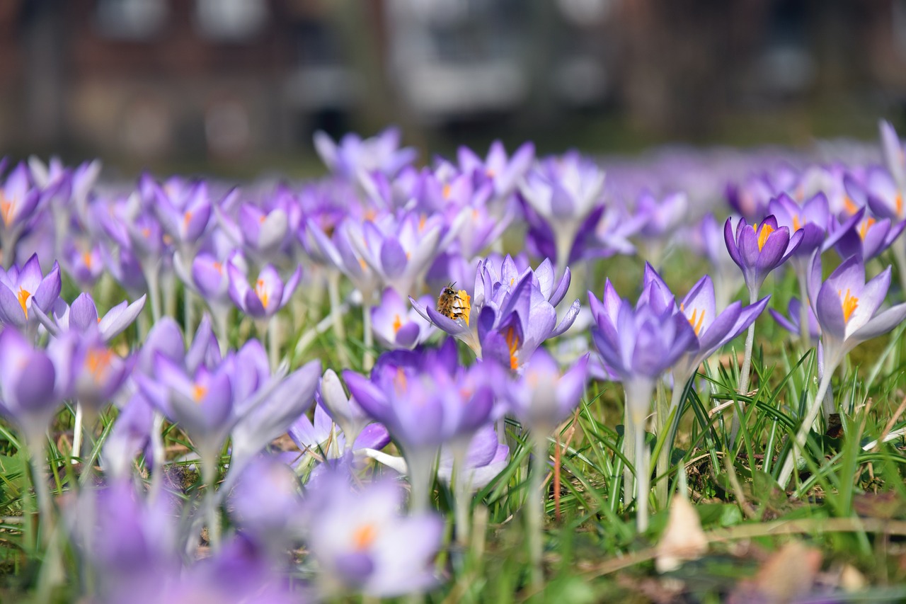 Crocus, Pavasaris, Violetinė, Gėlė, Pieva, Bičių, Žiedas, Žydėti, Ankstyvas Bloomer, Nemokamos Nuotraukos