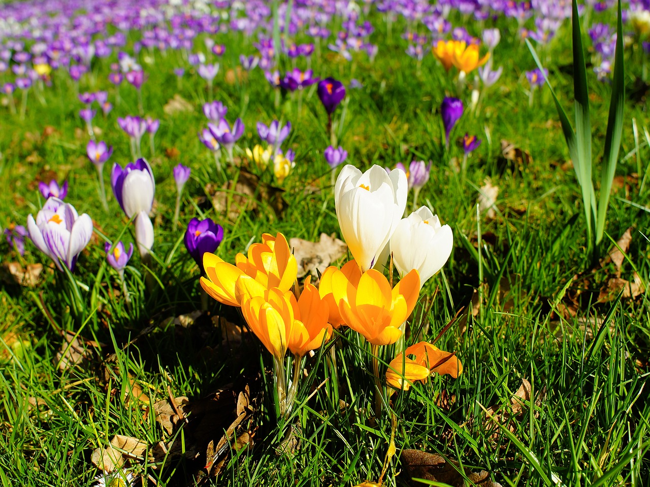 Crocus, Sodas, Pavasaris, Gėlės, Gamta, Ankstyvas Bloomer, Pavasario Gėlės, Pavasario Pabudimas, Žydėti, Frühlingsanfang