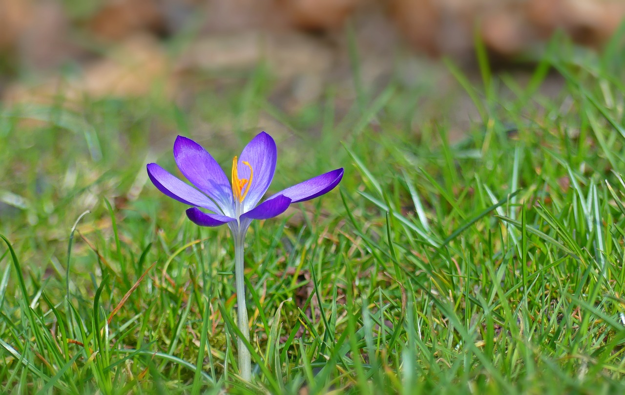 Crocus, Gėlės, Pavasaris, Pavasario Gėlė, Pavasario Pranašys, Frühlingsanfang, Gamta, Kovas, Uždaryti, Augalas