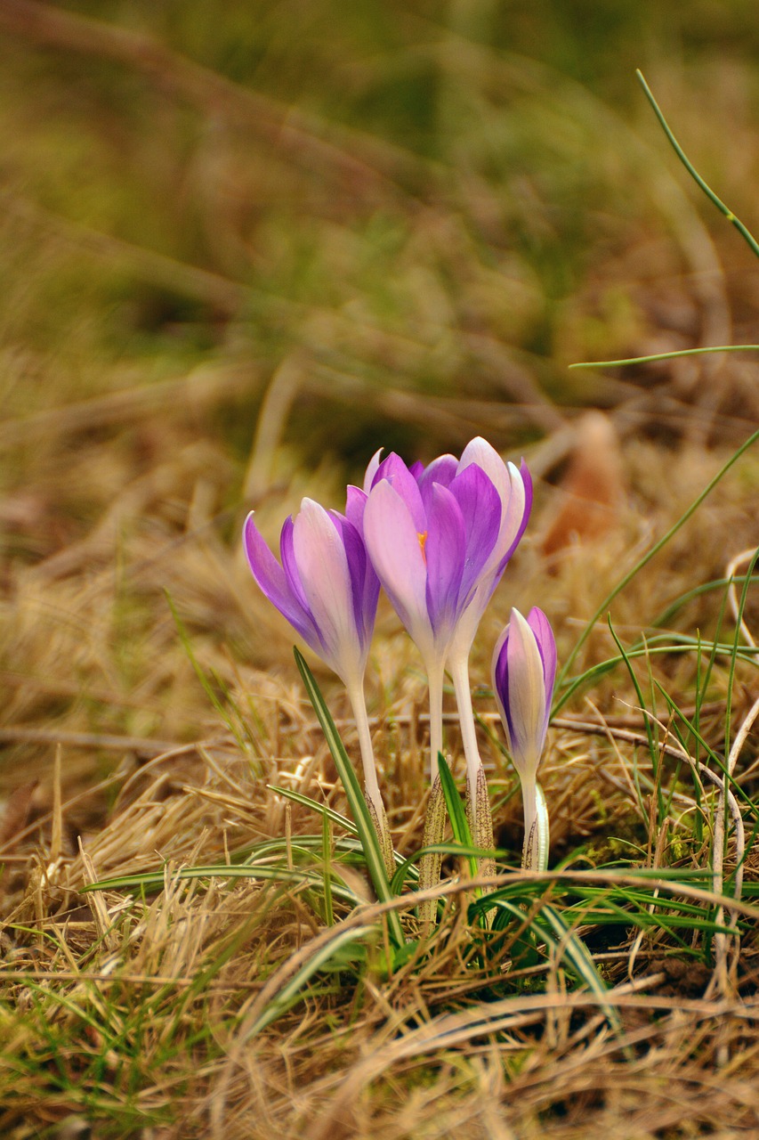 Crocus, Pavasario Gėlės, Ankstyvas Bloomer, Pavasaris, Sodas, Purpurinė Gėlė, Frühlingsblüher, Frühlingsanfang, Nemokamos Nuotraukos,  Nemokama Licenzija