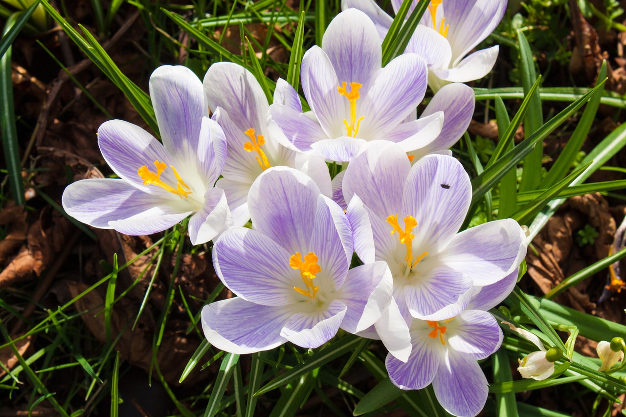 Crocus, Gėlė, Pavasaris, Gamta, Sezonas, Augalas, Sodas, Gėlių, Pieva, Žiedas