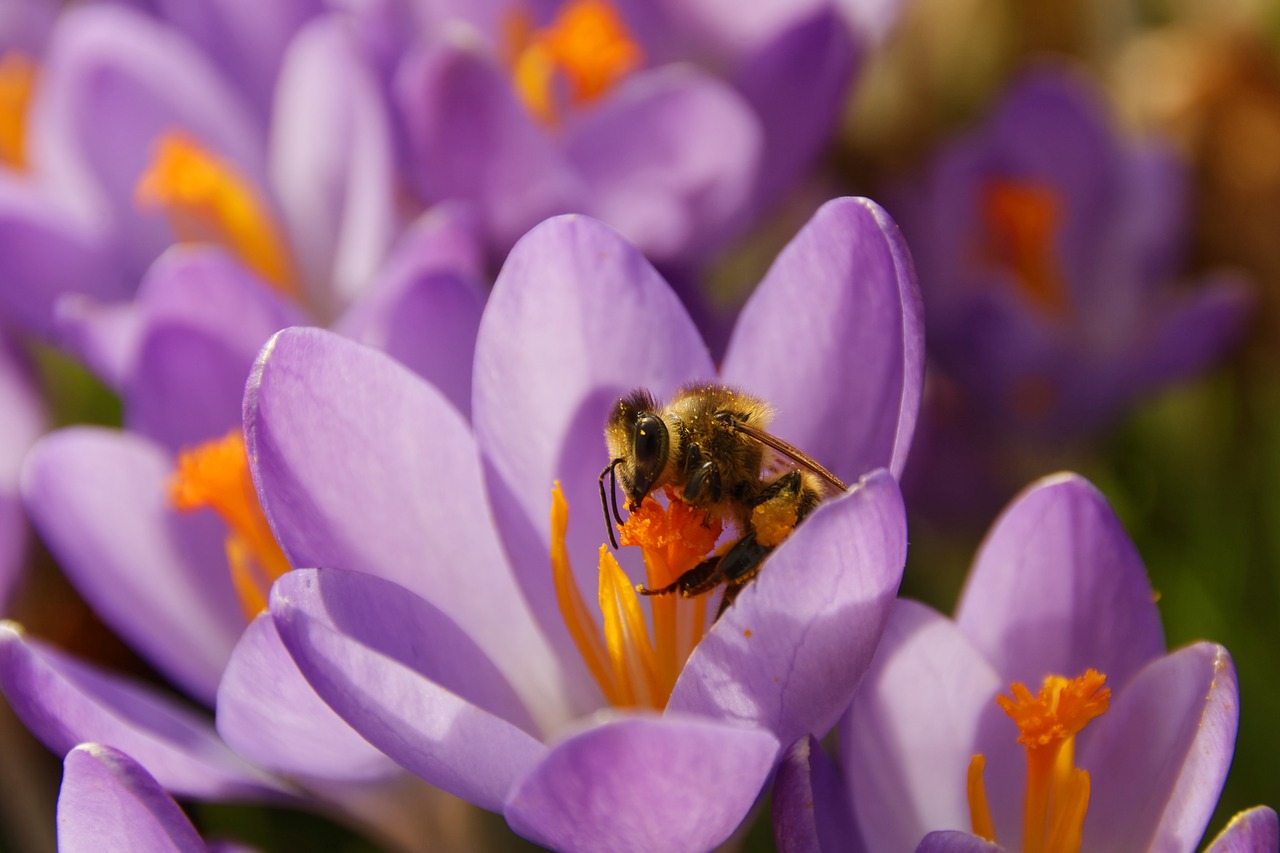 Crocus, Gėlė, Žiedas, Žydėti, Pavasaris, Pavasario Gėlė, Gamta, Violetinė, Ankstyvas Bloomer, Frühlingsanfang