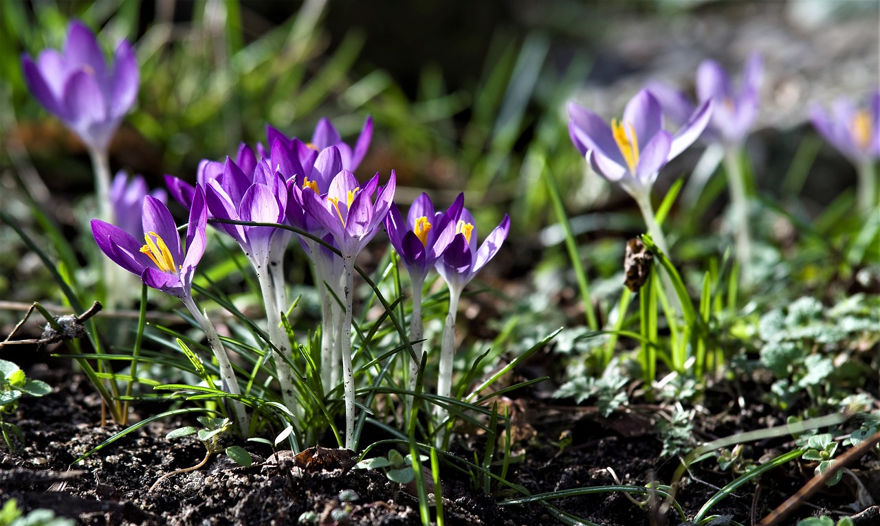 Crocus, Violetinė, Pavasaris, Žiedas, Žydėti, Pavasario Gėlė, Nemokamos Nuotraukos,  Nemokama Licenzija